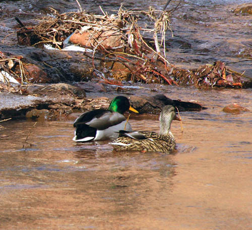A duck couple were out for a swim recently near the
western end of Cucharras Street, where the Midland Trail is to cross Fountain Creek.
Westside Pioneer photo