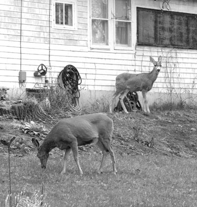 In a not-unusual Westside sight, a pair of deer forage
outside a residence  this location was near 33rd Street and
West Platte Avenue.
Westside Pioneer photo