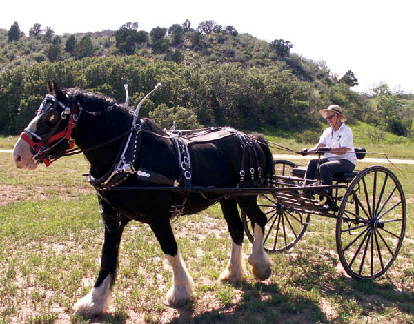 Lillian Morris takes a cart ride with her draft horse King in
an undated photo. The big stallion had been part of the Rock Ledge Historic Site until his death May 10.
Courtesy of the Morris family