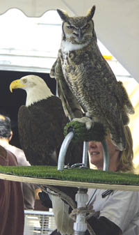 A great horned owl and bald eagle from the Hawkquest raptor demonstration.
Westside Pioneer photo