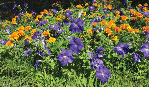 Bright colors emanate from the flowers in the Family and Friends of Genny garden at Thorndale Park.
Westside Pioneer photo