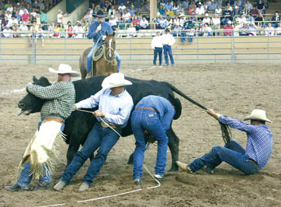 Cowboys from the Goemmer Land & Livestock & Las Madres
Ranch struggle to slow down a cow during the wild cow
milking competition at the third annual Ride for the Brand
Rodeo July 2 at Penrose Stadium. On a horse, providing 
amplified commentary for the event is Waddie Mitchell, a 
rancher and cowboy poet who helped start the Working 
Ranch Cowboys Association, of which Ride for the Brand 
Rodeo is a part.
Westside Pioneer photo