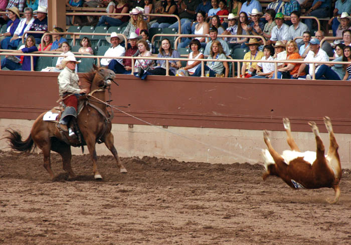A cowboy with the MD Kelly Cattle Co. and Cathey Cattle Co. (from Marlow and Waurika, Okla., and Byers, Texas) 
brought this yearling to a sudden stop with a nifty lasso toss during the Ride for the Brand Rodeos Double Mugging event July 7.
Westside Pioneer photo