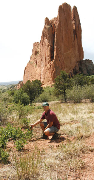 Off the Breytag Trail (with the North Gateway rock formation in the background) Dennis Will of City Forestry 
shows a growth of gambel oak that has come up since a city-hired �bullhog� cleared that area of the Garden of the Gods a year ago.
Westside Pioneer photo