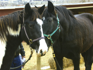 Veteran 3Gs gelding Sammy (right) gathers a first impression of interim carriage horse Beauty Dec. 12.
Westside Pioneer photo